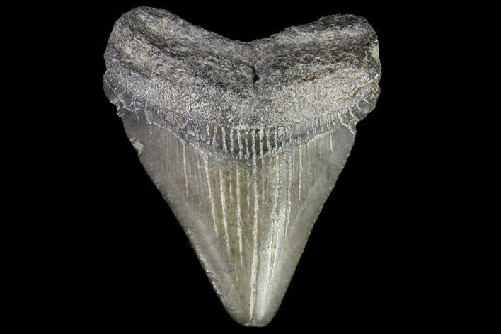 Juvenile Megalodon Tooth - Georgia #75323